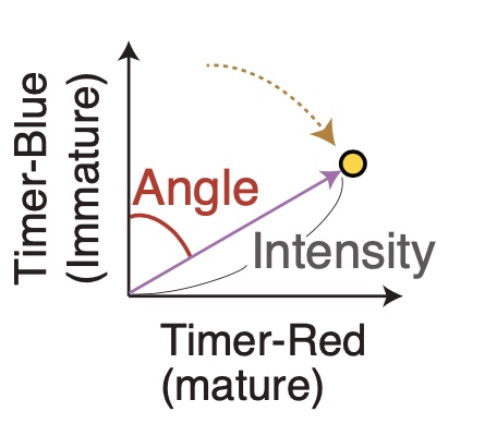 Timer Angle and Timer Intensity