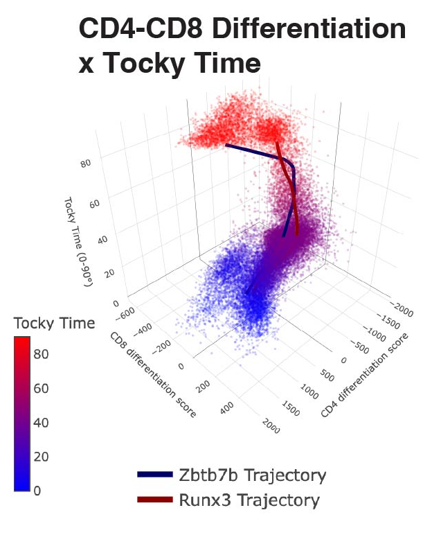 CD4-CD8 Differentiation x Tocky Time